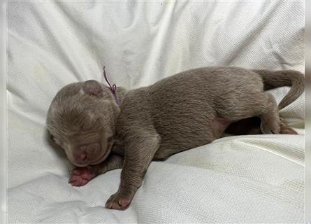 Reinrassige Silberner Labrador