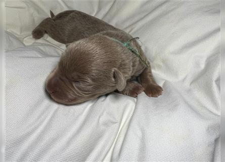 Reinrassige Silberner Labrador