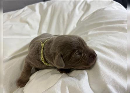 Reinrassige Silberner Labrador