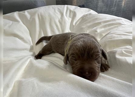 Reinrassige Silberner Labrador