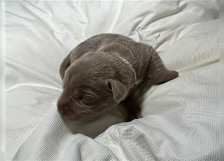 Reinrassige Silberner Labrador