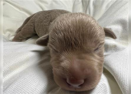 Reinrassige Silberner Labrador