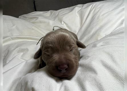 Reinrassige Silberner Labrador