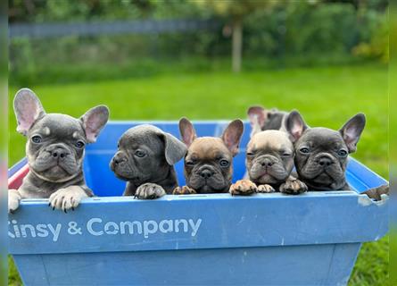 Einzigartige Bullies - Französische Bulldogge Welpen