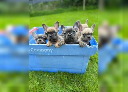 Einzigartige Bullies - Französische Bulldogge Welpen