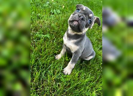 Einzigartige Bullies - Französische Bulldogge Welpen