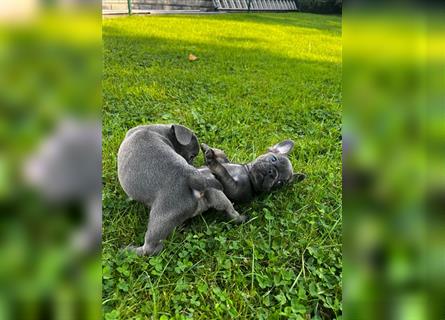 Einzigartige Bullies - Französische Bulldogge Welpen