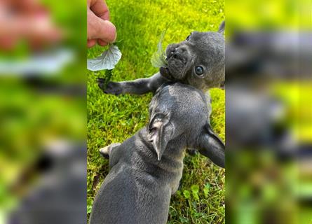 Einzigartige Bullies - Französische Bulldogge Welpen