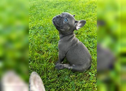 Einzigartige Bullies - Französische Bulldogge Welpen