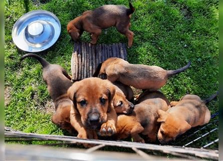 Rhodesian Ridgeback - Berner Sennenhund Welpen