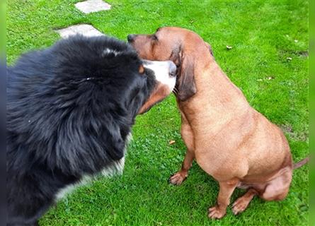 Rhodesian Ridgeback - Berner Sennenhund Welpen