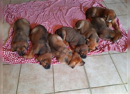 Rhodesian Ridgeback - Berner Sennenhund Welpen (abgabebereit)