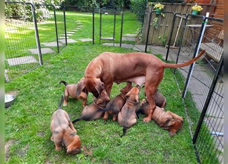 Rhodesian Ridgeback - Berner Sennenhund Welpen