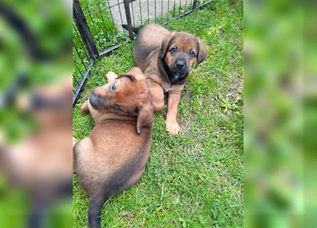 Rhodesian Ridgeback - Berner Sennenhund Welpen (abgabebereit)