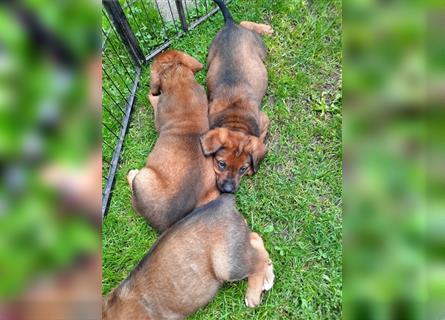 Rhodesian Ridgeback - Berner Sennenhund Welpen