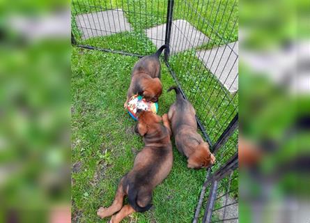 Rhodesian Ridgeback - Berner Sennenhund Welpen --reserviert--