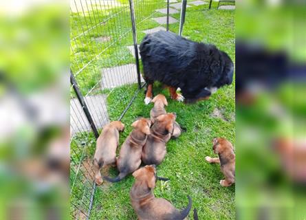 Rhodesian Ridgeback - Berner Sennenhund Welpen (abgabebereit)