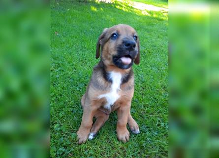 Rhodesian Ridgeback - Berner Sennenhund Welpen