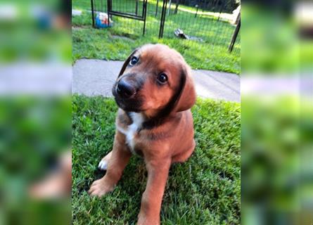 Rhodesian Ridgeback - Berner Sennenhund Welpen (abgabebereit)