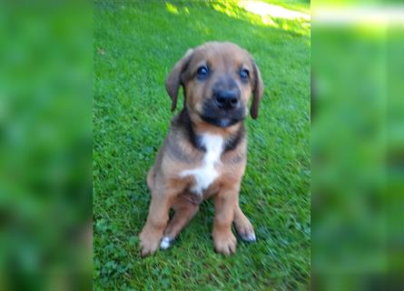 Rhodesian Ridgeback - Berner Sennenhund Welpen