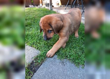 Rhodesian Ridgeback - Berner Sennenhund Welpen (abgabebereit)