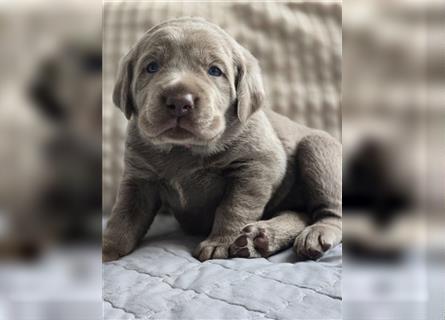 Labmaraner Welpen ( Labrador- Weimaraner)