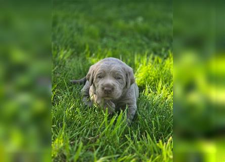 Labmaraner Welpen ( Labrador- Weimaraner)