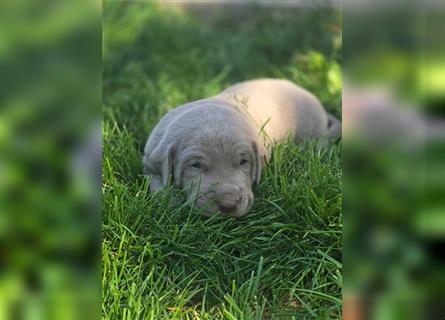 Labmaraner Welpen ( Labrador- Weimaraner)