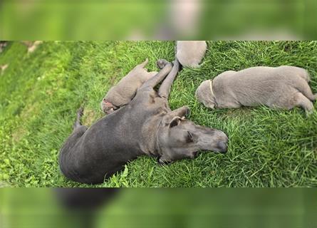 Labmaraner Welpen ( Labrador- Weimaraner)