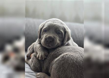 Labmaraner Welpen ( Labrador- Weimaraner)