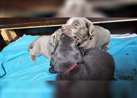 Labmaraner Welpen ( Labrador- Weimaraner)