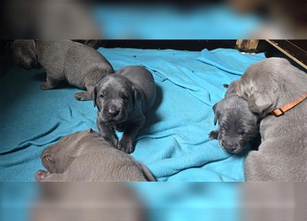 Labmaraner Welpen ( Labrador- Weimaraner)