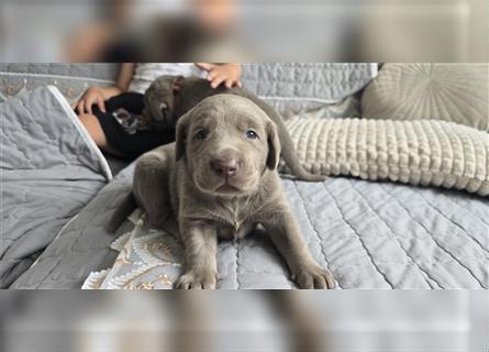 Labmaraner Welpen ( Labrador- Weimaraner)