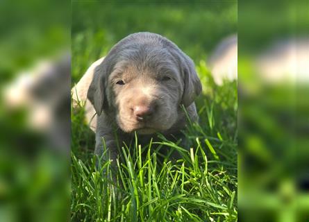 Labmaraner Welpen ( Labrador- Weimaraner)