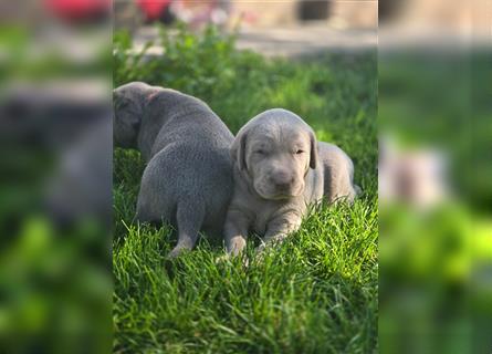 Labmaraner Welpen ( Labrador- Weimaraner)