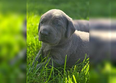 Labmaraner Welpen ( Labrador- Weimaraner)