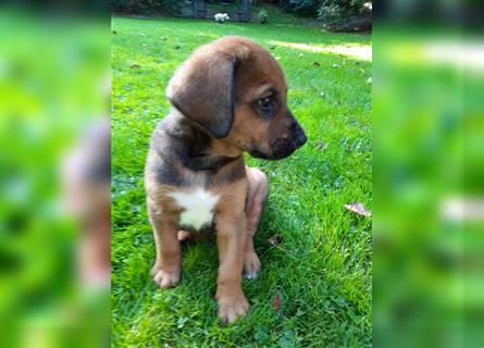 Rhodesian Ridgeback - Berner Sennenhund Welpen