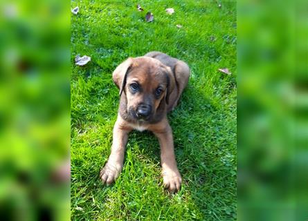 Rhodesian Ridgeback - Berner Sennenhund Welpen