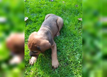 Rhodesian Ridgeback - Berner Sennenhund Welpen