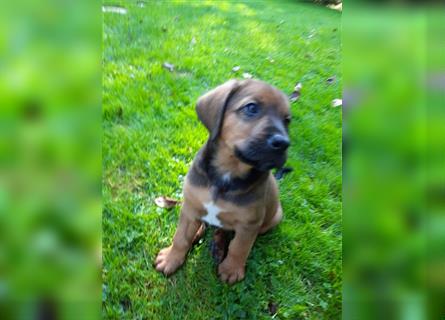 Rhodesian Ridgeback - Berner Sennenhund Welpen (abgabebereit)