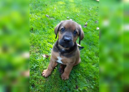 Rhodesian Ridgeback - Berner Sennenhund Welpen