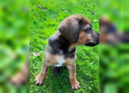 Rhodesian Ridgeback - Berner Sennenhund Welpen