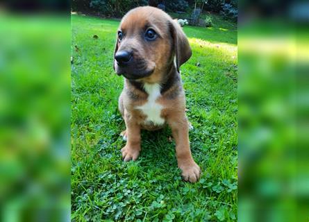 Rhodesian Ridgeback - Berner Sennenhund Welpen