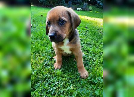 Rhodesian Ridgeback - Berner Sennenhund Welpen