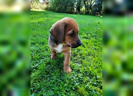 Rhodesian Ridgeback - Berner Sennenhund Welpen (abgabebereit)