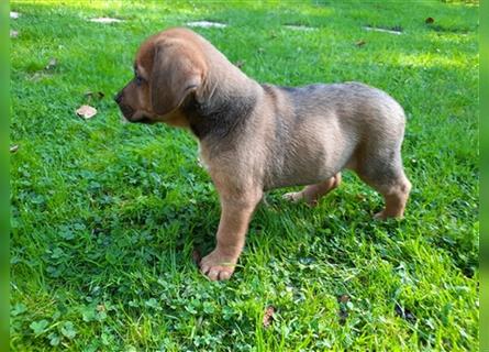 Rhodesian Ridgeback - Berner Sennenhund Welpen