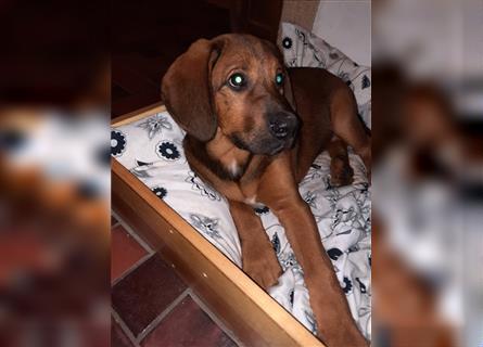 Rhodesian Ridgeback - Berner Sennenhund Welpen --reserviert--