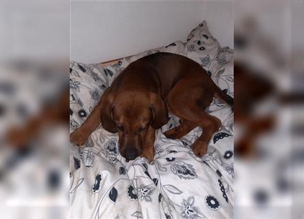 Rhodesian Ridgeback - Berner Sennenhund Welpen --reserviert--