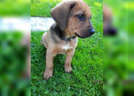 Rhodesian Ridgeback - Berner Sennenhund Welpen