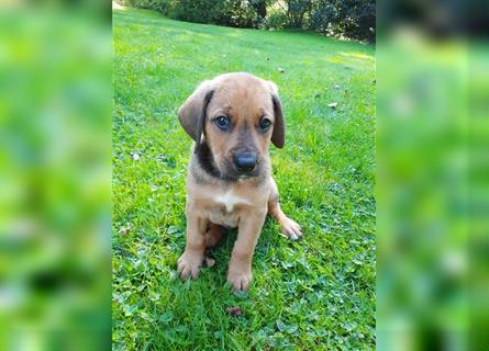 Rhodesian Ridgeback - Berner Sennenhund Welpen